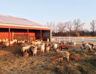 Our Quest to Create a Sustainable Farm Image